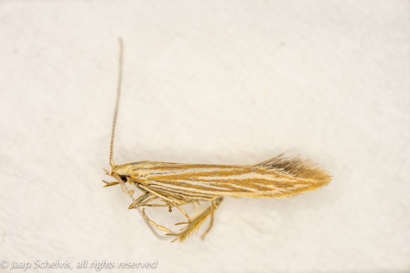 Micro-moths