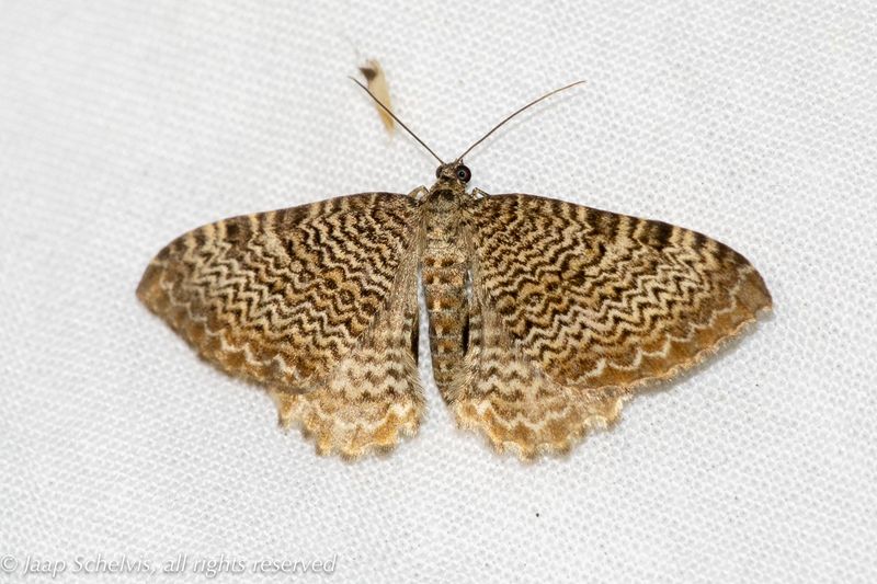 Macro-moths