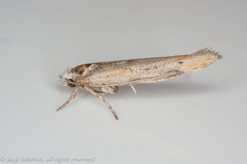 Micro-moths