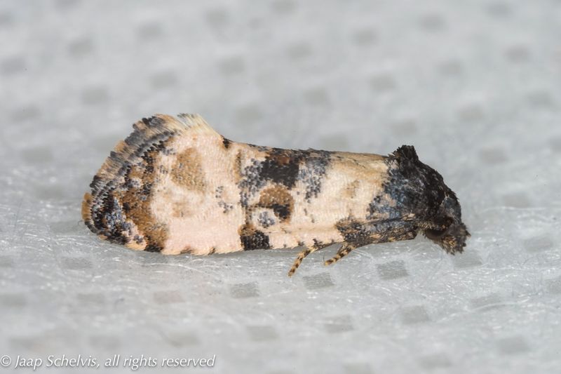 Micro-moths
