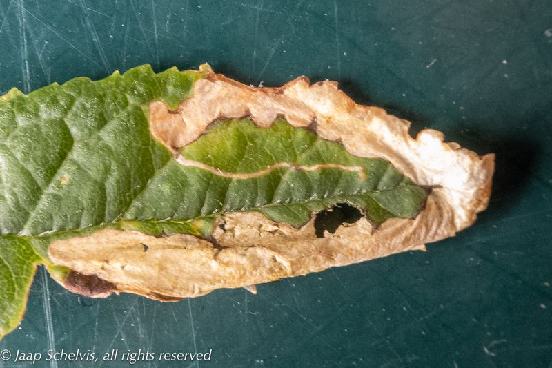 Micro-moths