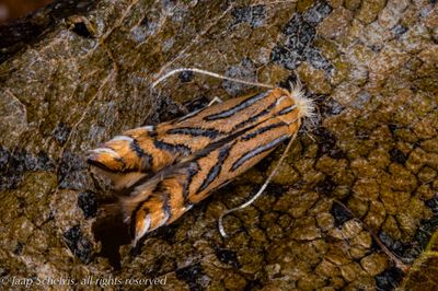 1287 Plataanvouwmot - Phyllonorycter platani