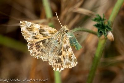 6882 Kaasjeskruiddikkopje - Mallow Skipper - Carcharodus alceae