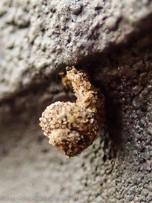 1016 Slakkenhuiszakdrager - Apterona helicoidella