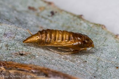 01301 Witstreepwilgenvouwmot - Phyllonorycter salictella