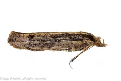 1494 Variabele spitskopmot - Ypsolopha ustella