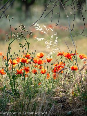 Klaprozen, Poppies