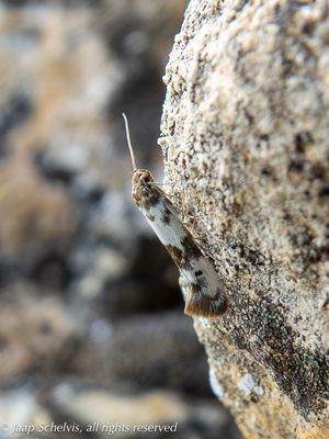Korstmosdikkopmot, Enolmis acanthella