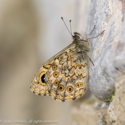 Argusvlinder, Wall Brown, Lasiommata megera