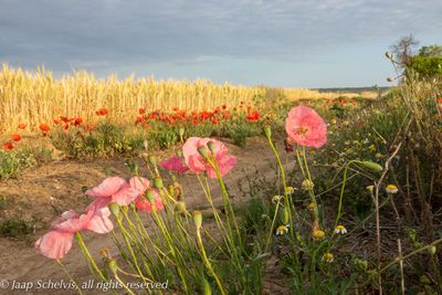 Klaprozen, Poppies