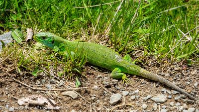 Westelijke smaragdhagedis, Western green lizard,  Lacerta bilineata