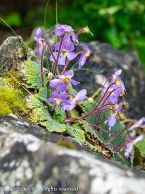 Pyreneen-endeem Ramonda myconi, the endemic Pyrenean-violet 