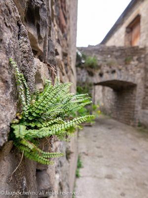 Steenbreekvaren, Maidenhair spleenwort, Asplenium trichomanes