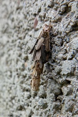 868 Sierlijke Zakdrager - Proutia betulina