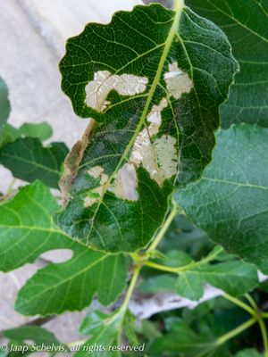 5283 Vijgenskeletteermot - Choreutis nemorana