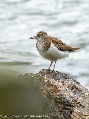 Oeverloper - Common Sandpiper