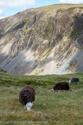 Lake district sheep
