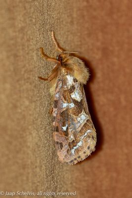 0069 Gemarmerde Wortelboorder - Map-winged Swift  - Korscheltellus fusconebulosa