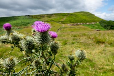 North York Moors
