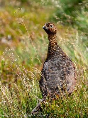 Schots Sneeuwhoen - Red Grouse - Lagopus lagopus scotica