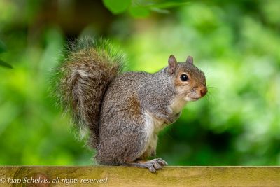 Grijze eekhoorn - Grey Squirrel  - Sciurus carolinensis