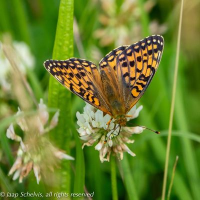 Grote Parelmoervlinder - Dark Green Fritillary - Speyeria aglaja