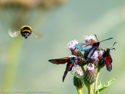 The flight of the bumblebee