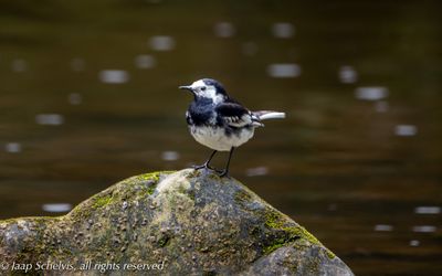 Rouwkwikstaart - Pied Wagtail - Motacilla yarrellii