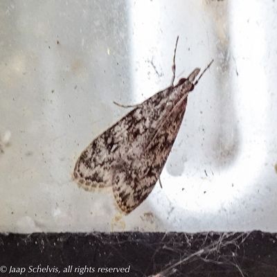 6193 Nazomergranietmot - Eudonia truncicolella