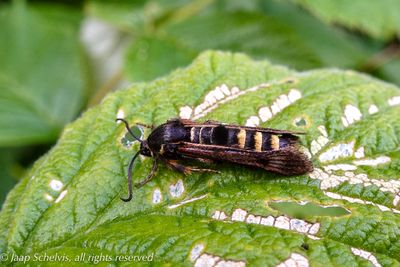 4026 Frambozenglasvlinder - Raspberry Clearwing - Pennisetia hylaeiformis