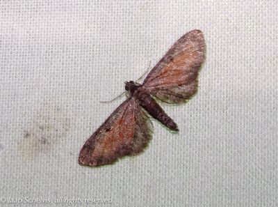 8538 Oranje Dwergspanner - Tawny Speckled Pug - Eupithecia icterata