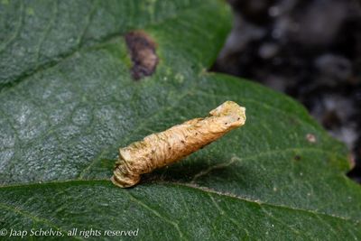 2469 Geelkopprunuskokermot - Coleophora cf spinella