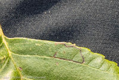 0098 Bladrandberkenmineermot - Stigmella sakhalinella