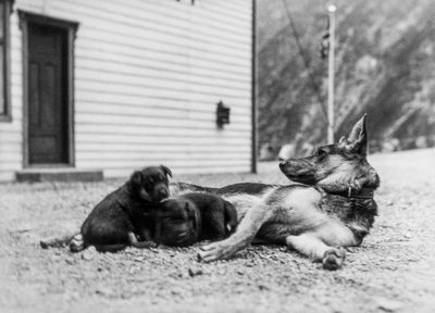 Zomer 1930 Herdershond Vide Saeter