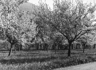 g13/99/748599/3/174107070.6aa0a01f.JPEG