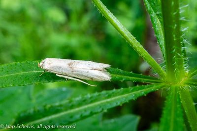 2904a Witte Spaandermot - Blastobasis lacticolella