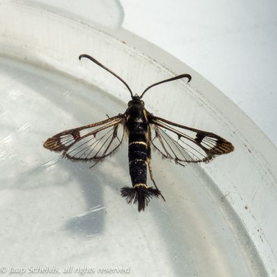4064 Bessenglasvlinder - Currant Clearwing - Synanthedon tipuliformis