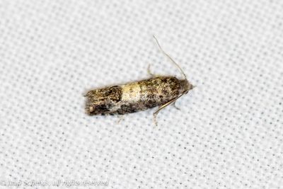 4832 Bonte Lariksbladroller - Spilonota laricana
