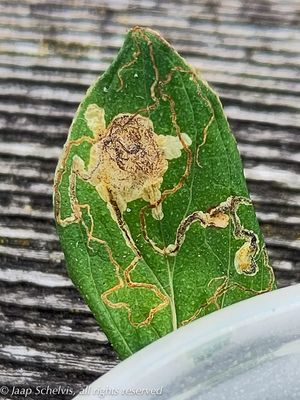 0254 Hertshooimineermot - Fomoria septembrella