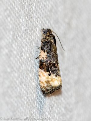 4719 Kleine Stipbladroller - Hedya atropunctana