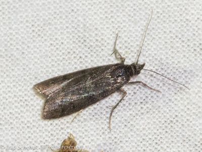 5684 Grijze Heidelichtmot - Pyla fusca