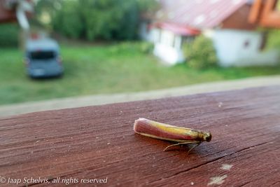 Prachtmot (Oncocera semirubella)