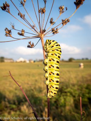 Koninginnenpage rups - Swallowtail caterpillar