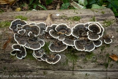 Elfenbankje - Turkey Tails