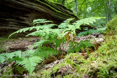Białowieża Forest