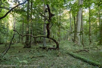 Białowieża Forest