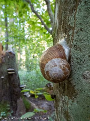 Wijngaardslak - Roman snail - Helix pomatia