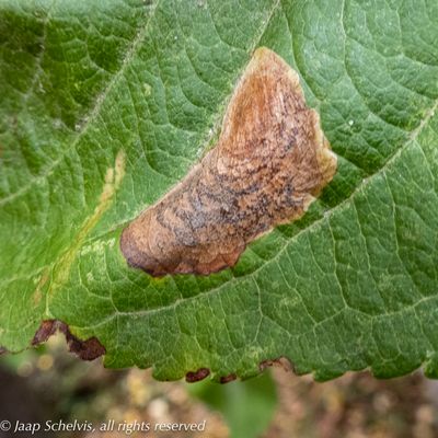 1618 Appelsneeuwmot - Pear Leaf Blister Moth - Leucoptera malifoliella