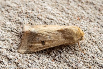 9370 Katoendaguil - Scarce Bordered Straw - Helicoverpa armigera