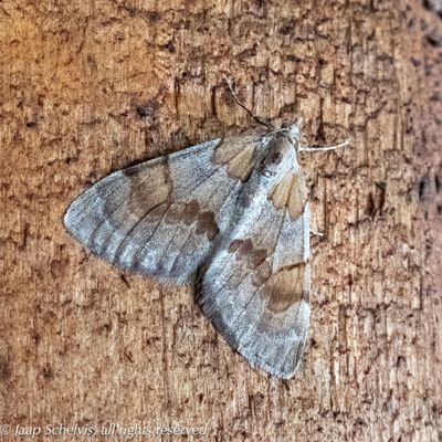 8354 Hoekbanddennenspanner - Pine Carpet - Pennithera firmata